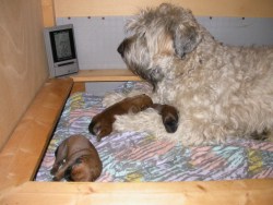 Welpen 6 Tage alt