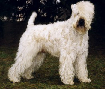 Ch. WHEATEN REBEL'S Sir Charly