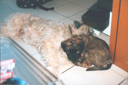 Mama Coco + WIZARD WHEATEN'S Daily Delight  Donna (8 Weeks old)