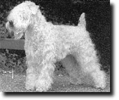 Ch. Wheaten Rebel's Bagheera Lass (Vize-Welt-Sg '90+'91)