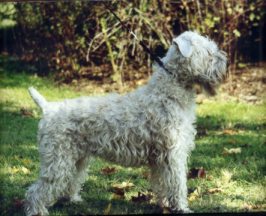 Ch. Wheaten Rebel's OLIVIA (INT-, D-, VDH-Champion)